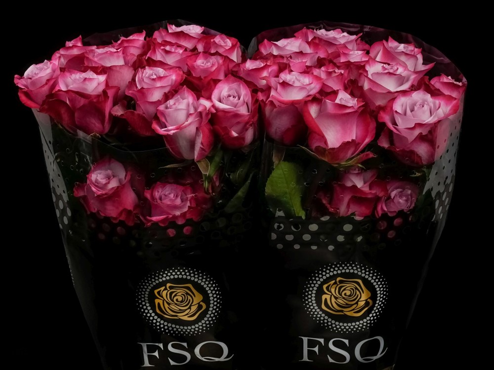 ROSE DEEP PURPLE 50 X25