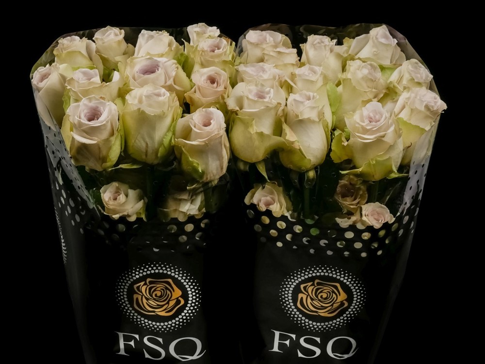 ROSE EARLY GREY 50