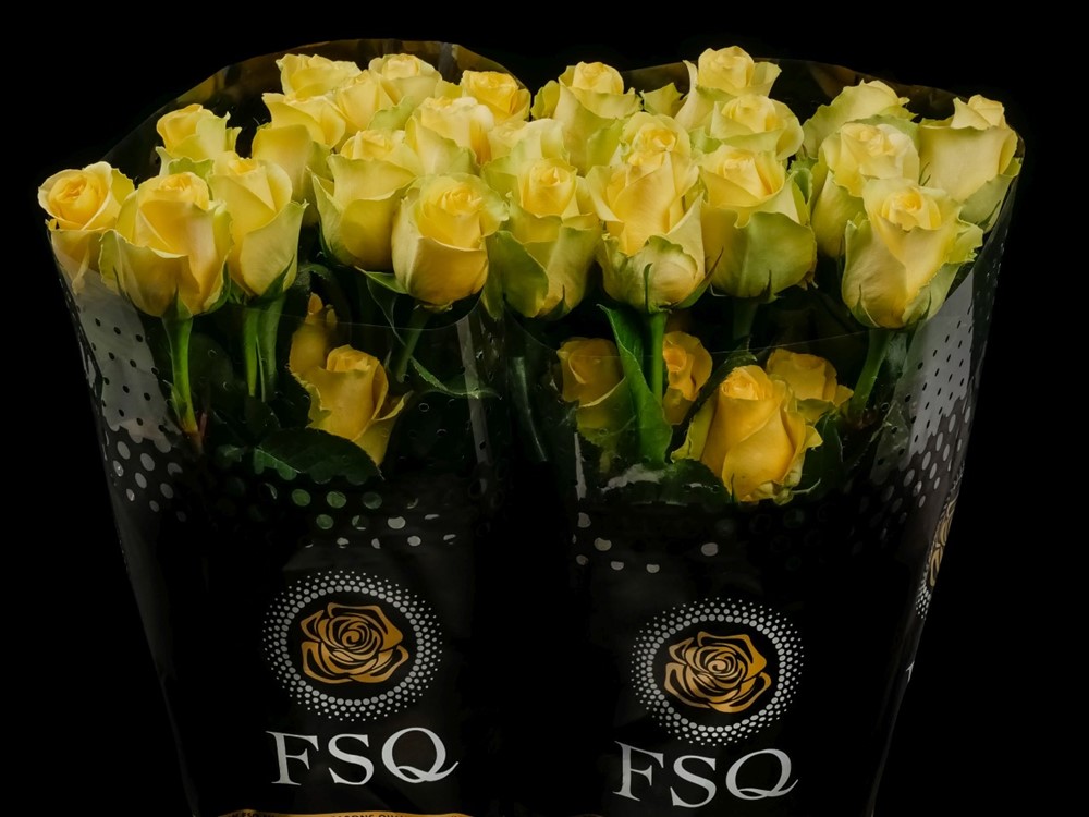 ROSE MINION ROSE 40