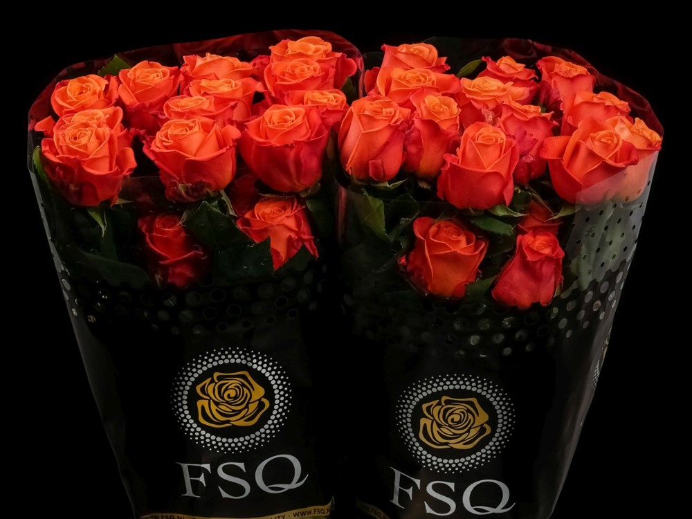 ROSE ORANGE CRUSH 60