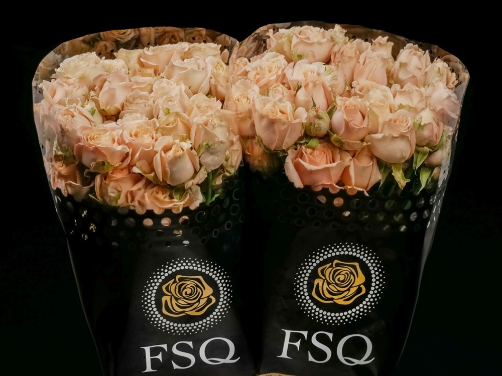 ROSE SPRAY SAHARA SENSATION 55