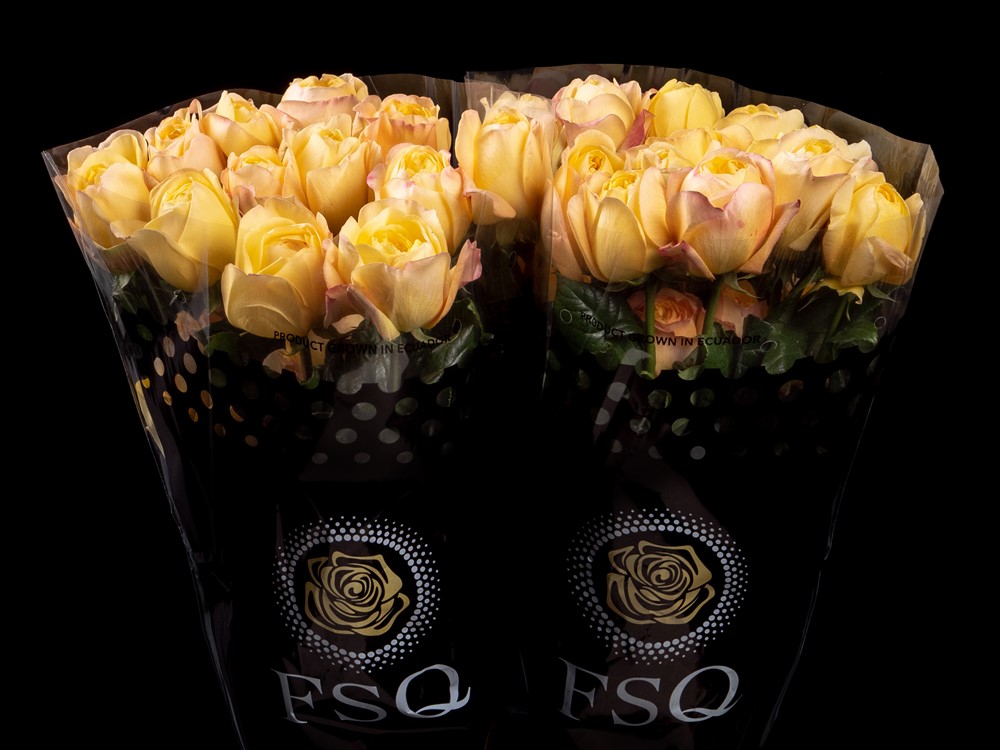 ROSE SUNNY XPRESSION 50