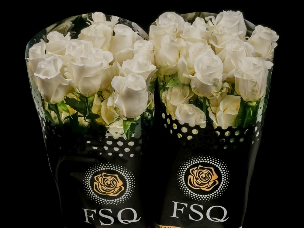 ROSE AKITO 60